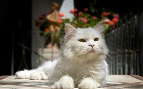 Albergo Gatto Bianco